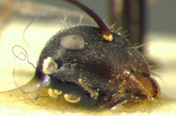 Media type: image; Entomology 22793   Aspect: head lateral view